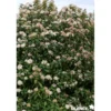 VIBURNUM tinus C4.5L - SILENCE ÇA POUSSE