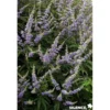 VITEX agnus Castus F Latifolia C4.5L - SILENCE ÇA POUSSE