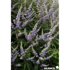 VITEX agnus Castus F Latifolia C4.5L - SILENCE ÇA POUSSE
