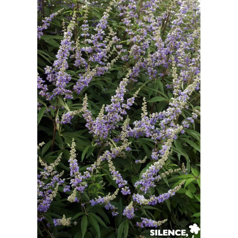 VITEX agnus Castus F Latifolia C4.5L - SILENCE ÇA POUSSE