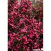 WEIGELA florida Alexandra C4.5L - SILENCE ÇA POUSSE