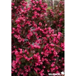 WEIGELA florida Alexandra C4.5L - SILENCE ÇA POUSSE