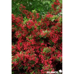 WEIGELA red Prince C4.5L - SILENCE ÇA POUSSE